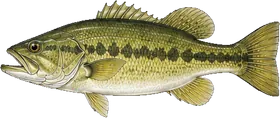 Black Bass