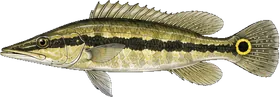 Jacundá (Joana)