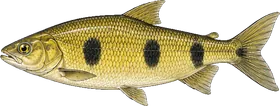 Piava