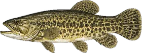 Traíra