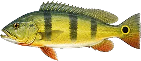 Tucunaré